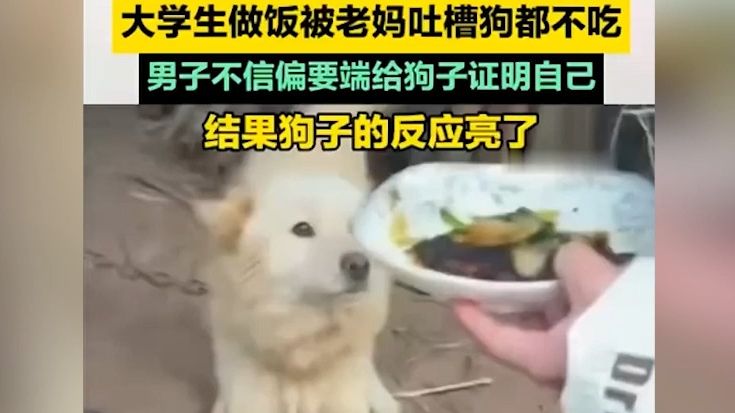 大学生做饭被老妈吐槽狗都不吃男子不信偏要给狗子证明自己 结果狗子