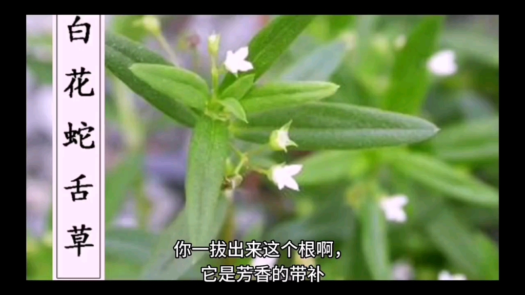 [图]每日一学草药002.白花蛇舌草