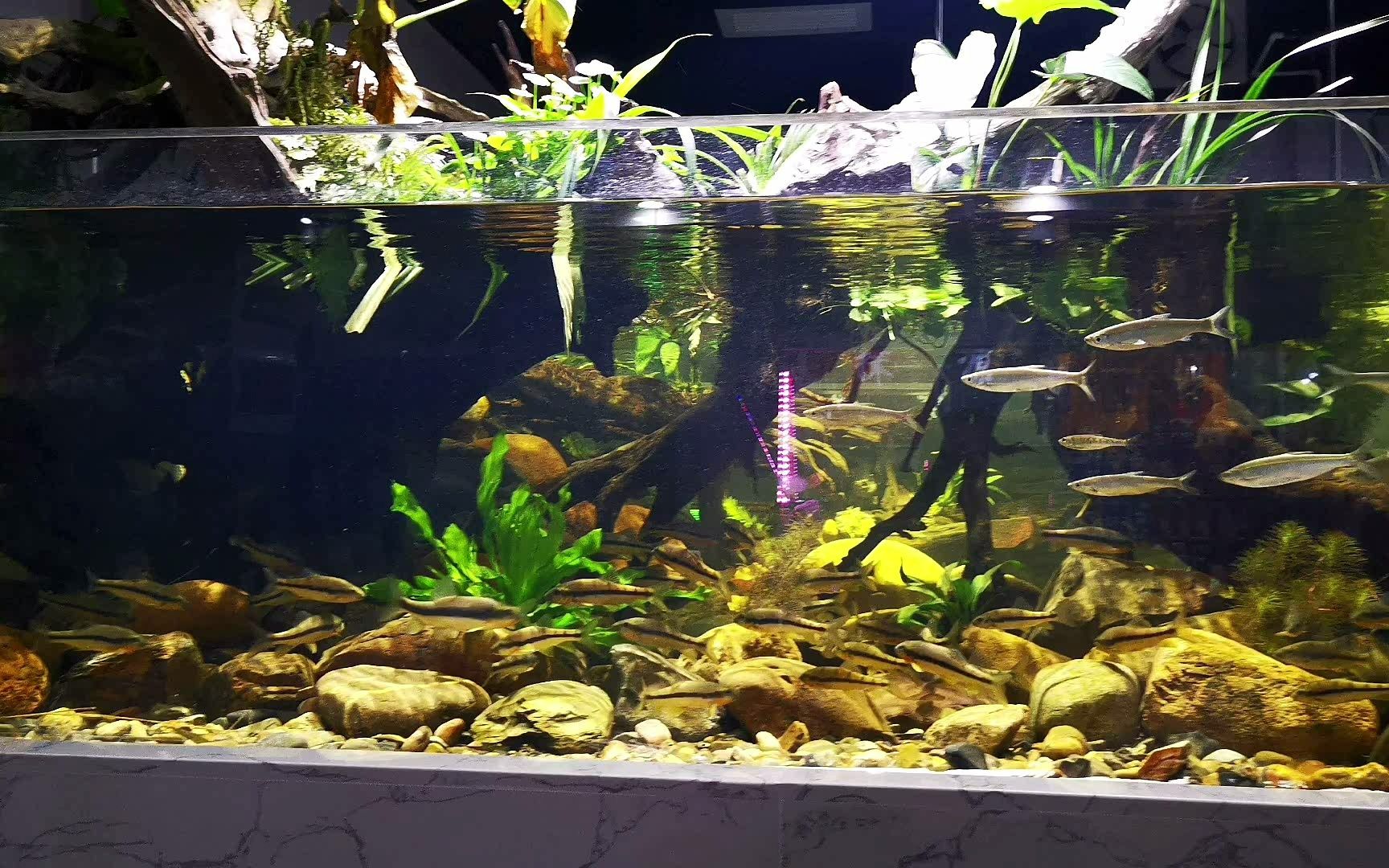 原生缸造景真是越大越吸引,太壮观了!