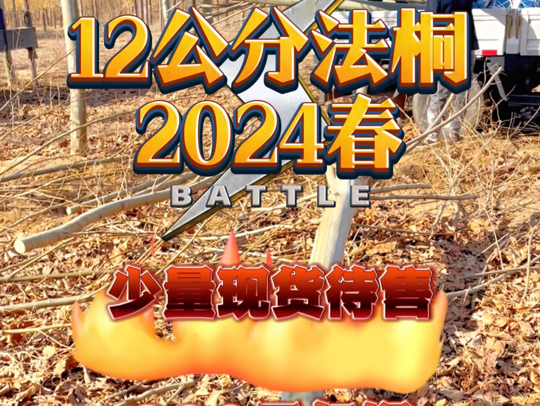 2024年春季12公分法桐价格上涨,中小规格严重缺货哔哩哔哩bilibili