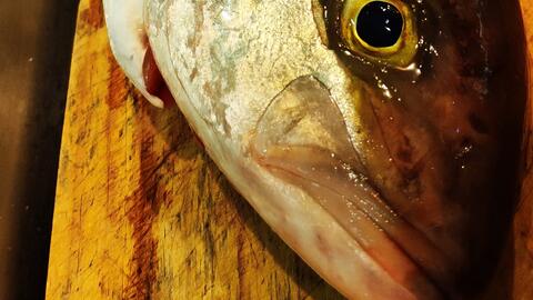 来料理吧 太刀鱼和疣鲷分解 哔哩哔哩 つロ干杯 Bilibili