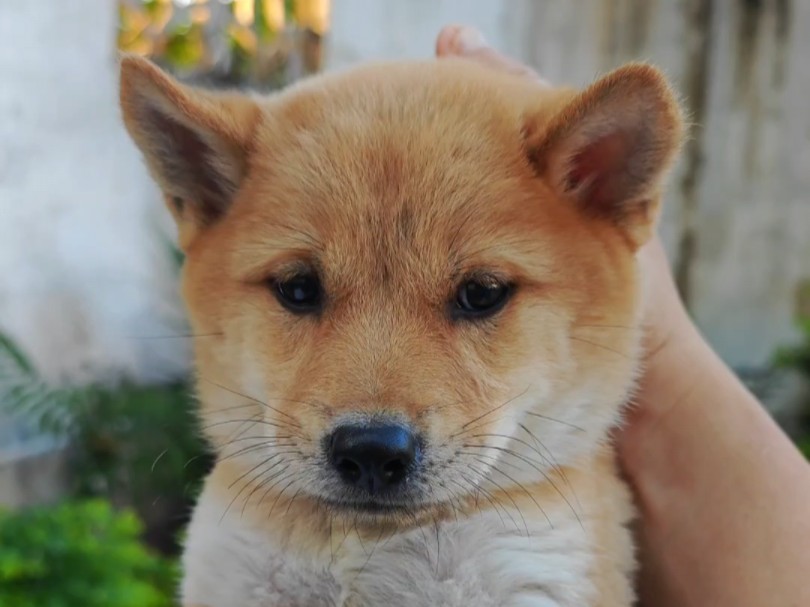 田园犬中最受欢迎的黄狗白面小黄狗,能看家护院陪伴打猎哔哩哔哩bilibili