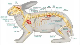 Download Video: 兔子解剖