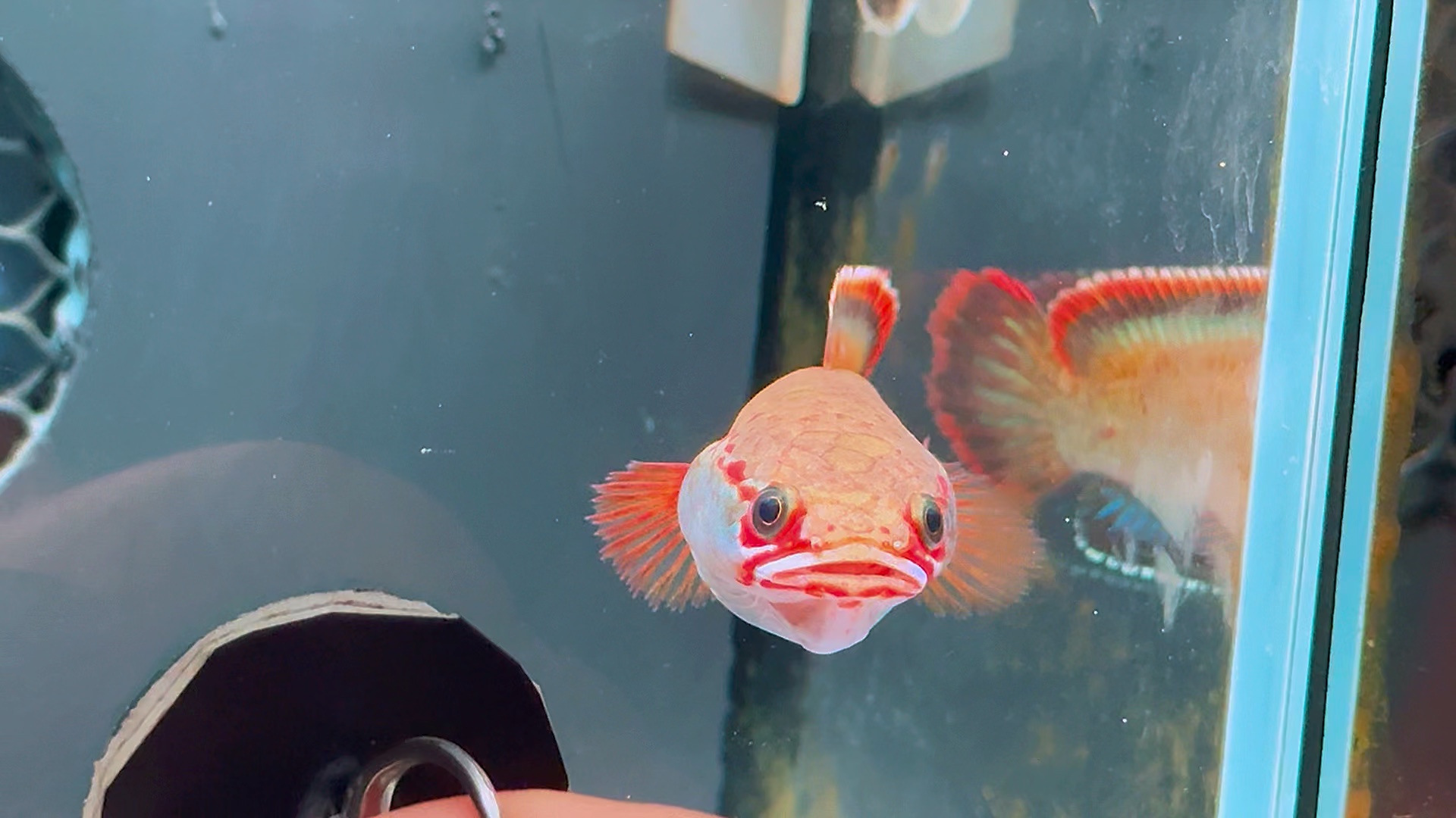 选鱼看主页 #雷龙鱼 #血斑一型雷龙