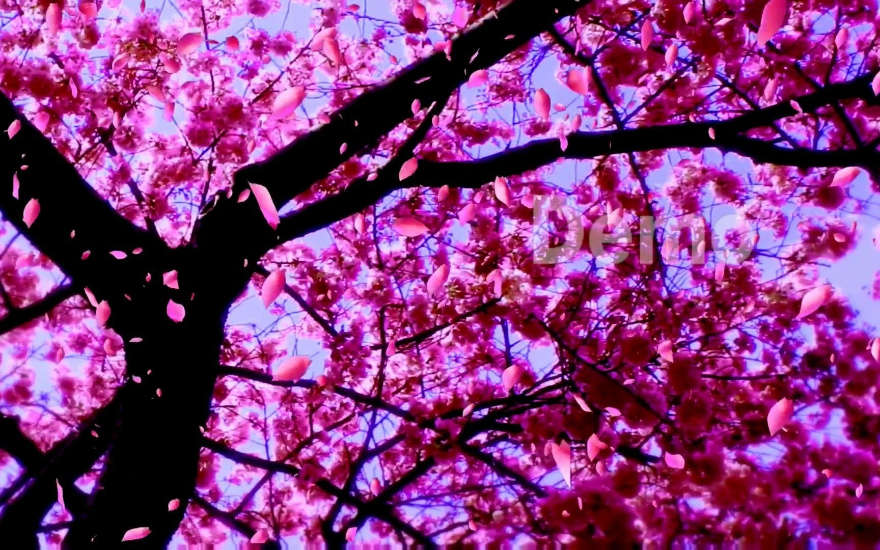 大屏素材s226恋人心浪漫十里桃花花瓣飘落led大屏幕视频素材舞台背景