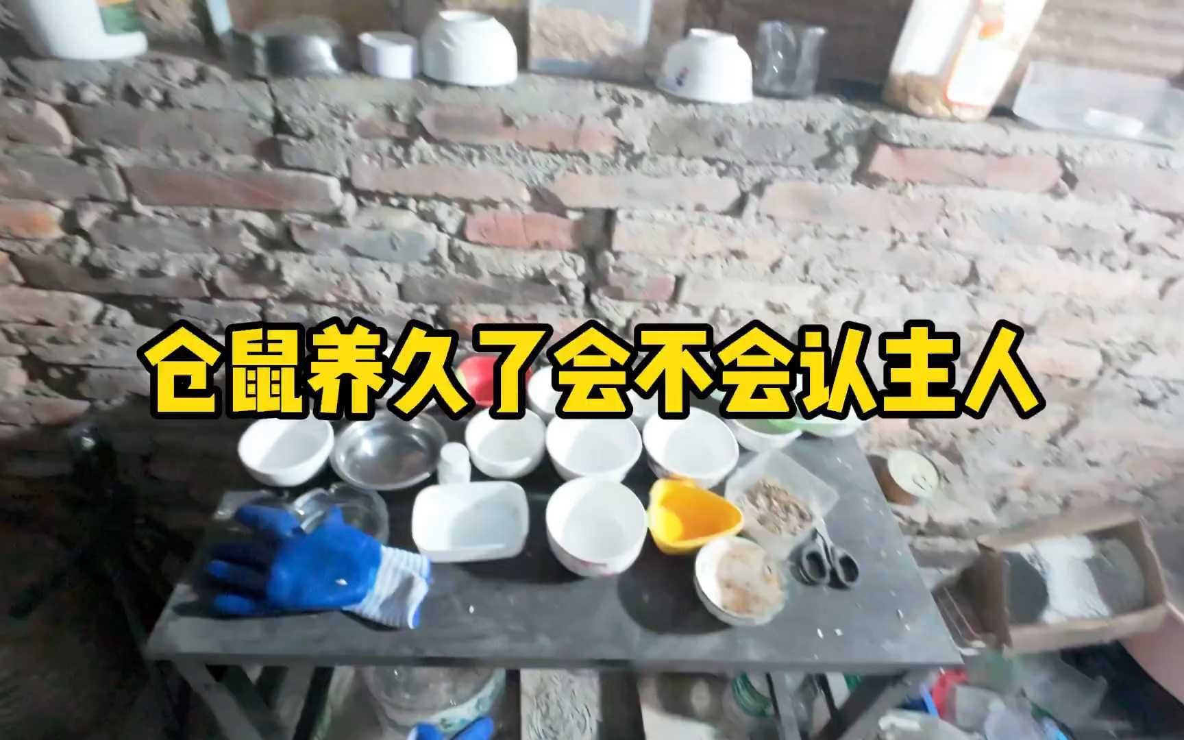 关于仓鼠的冷知识,你知道多少哔哩哔哩bilibili