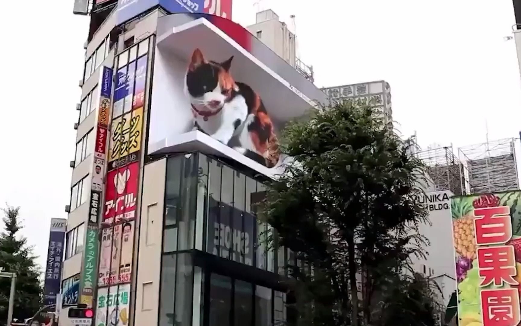 裸眼3d又立功了日本东京新宿街头现巨大3d猫咪画面栩栩如生