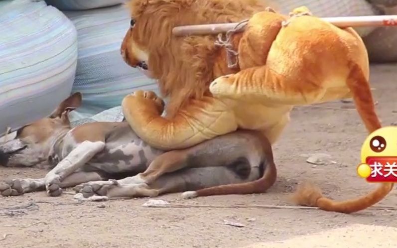 搞笑动物那些人吓狗的爆笑瞬间歪果仁真会玩