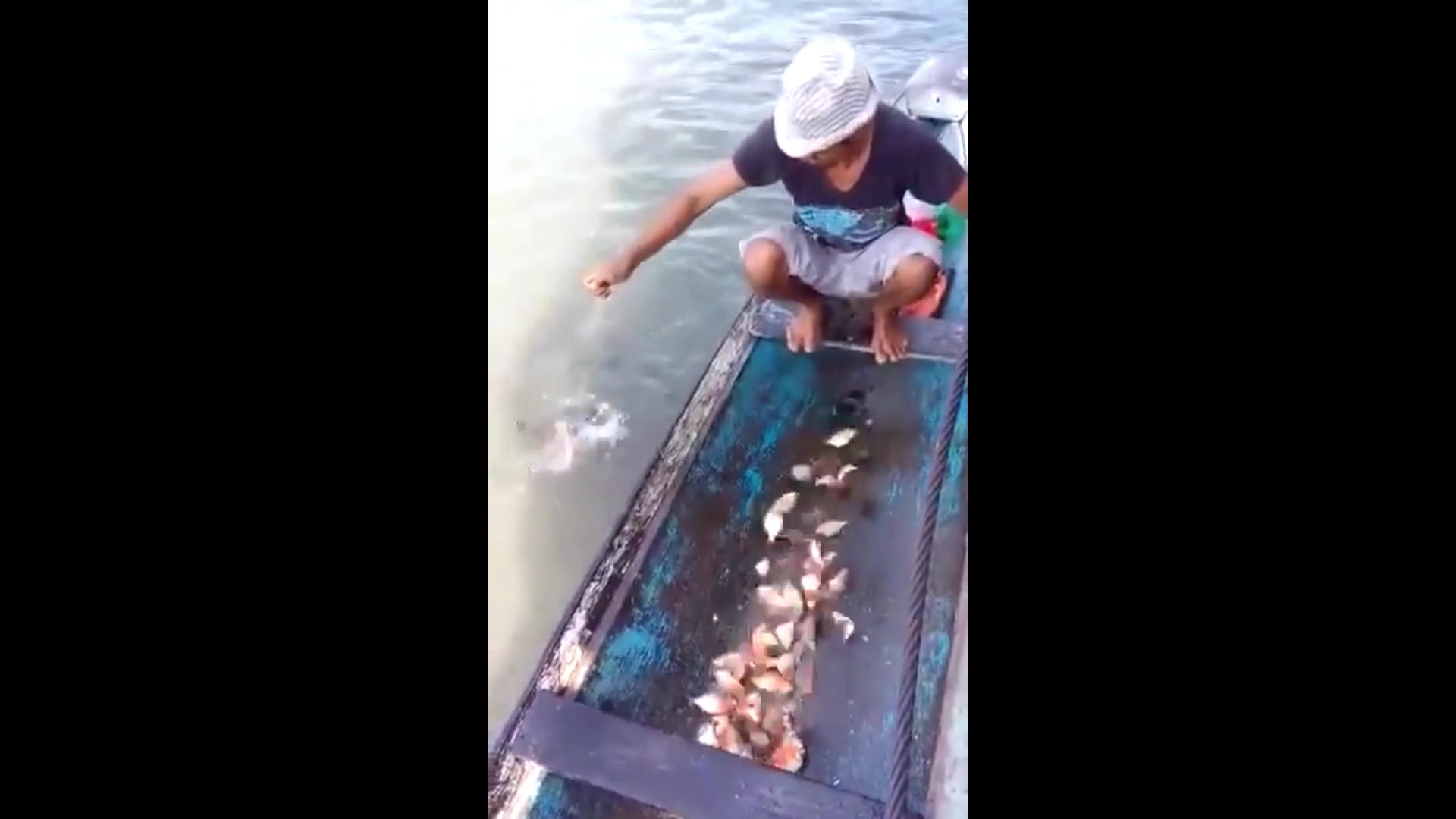 硬核抓食人鱼这些食人鱼不太聪明的亚子