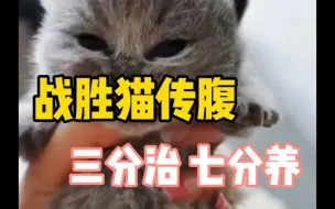 Download Video: 治疗猫传腹，三分靠治，七分靠养，家长要学会！