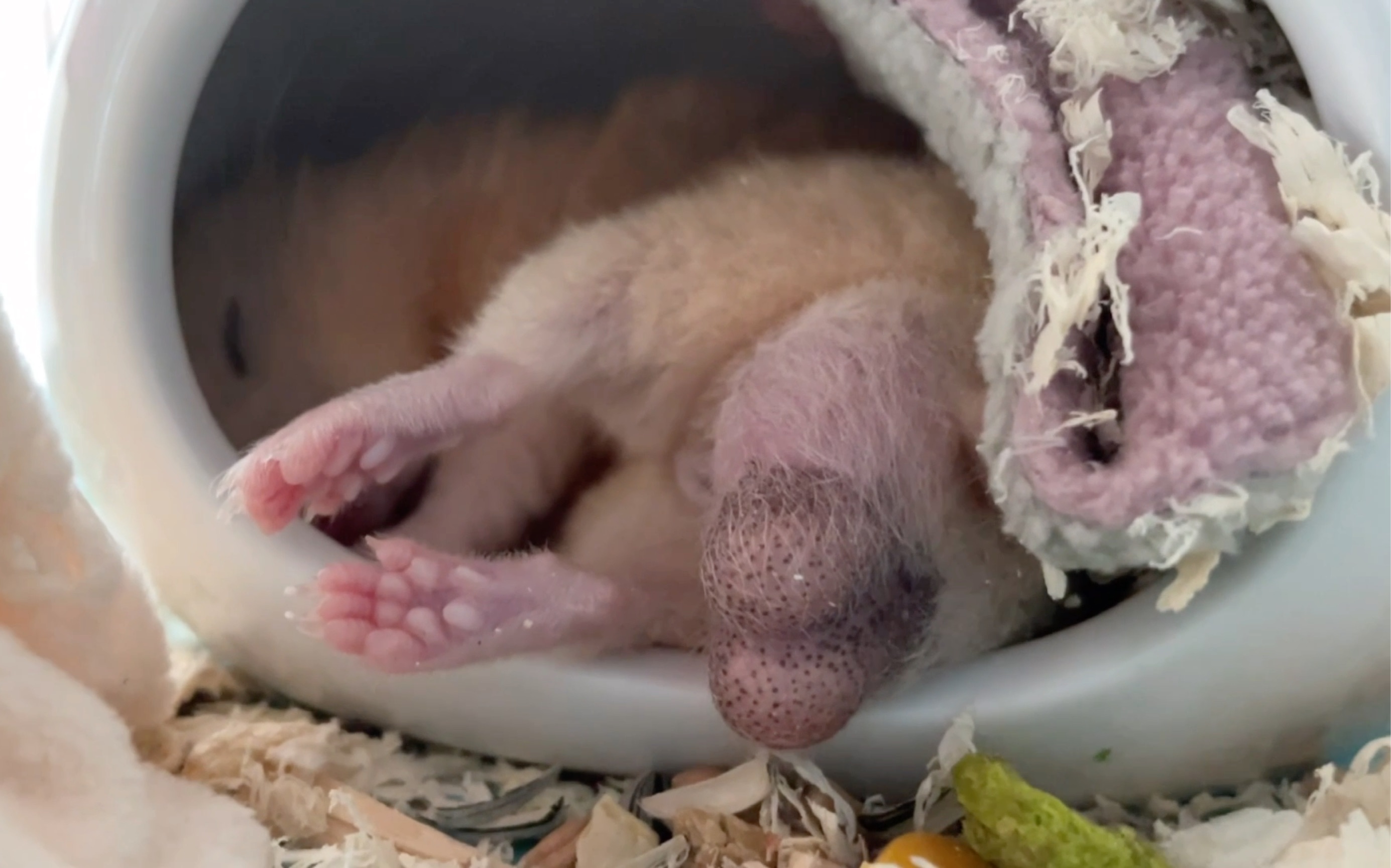 【金丝熊】让你们看看什么叫 《史前巨蛋》