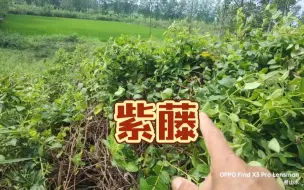 Video herunterladen: 好坟:坟上生藤、发坟的证兆！