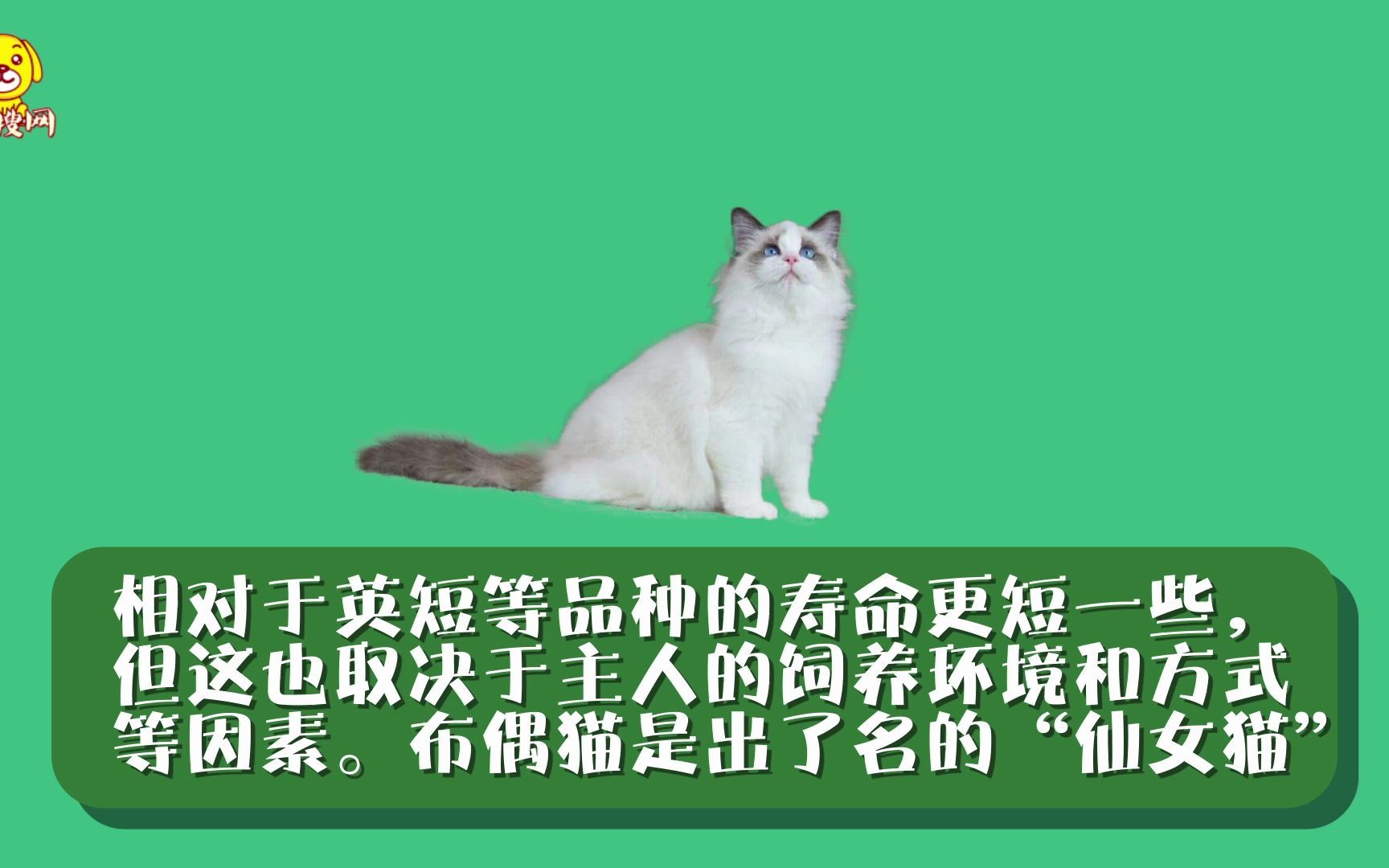 布偶猫寿命哔哩哔哩bilibili