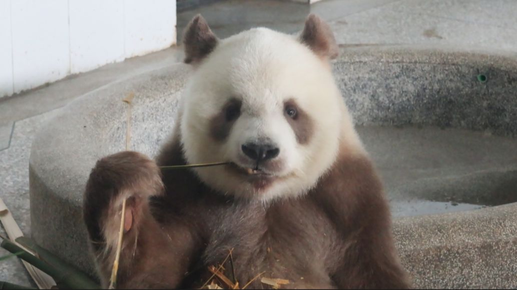 【大熊猫七仔】下雨天,七仔胖宝宝在家干啥呢