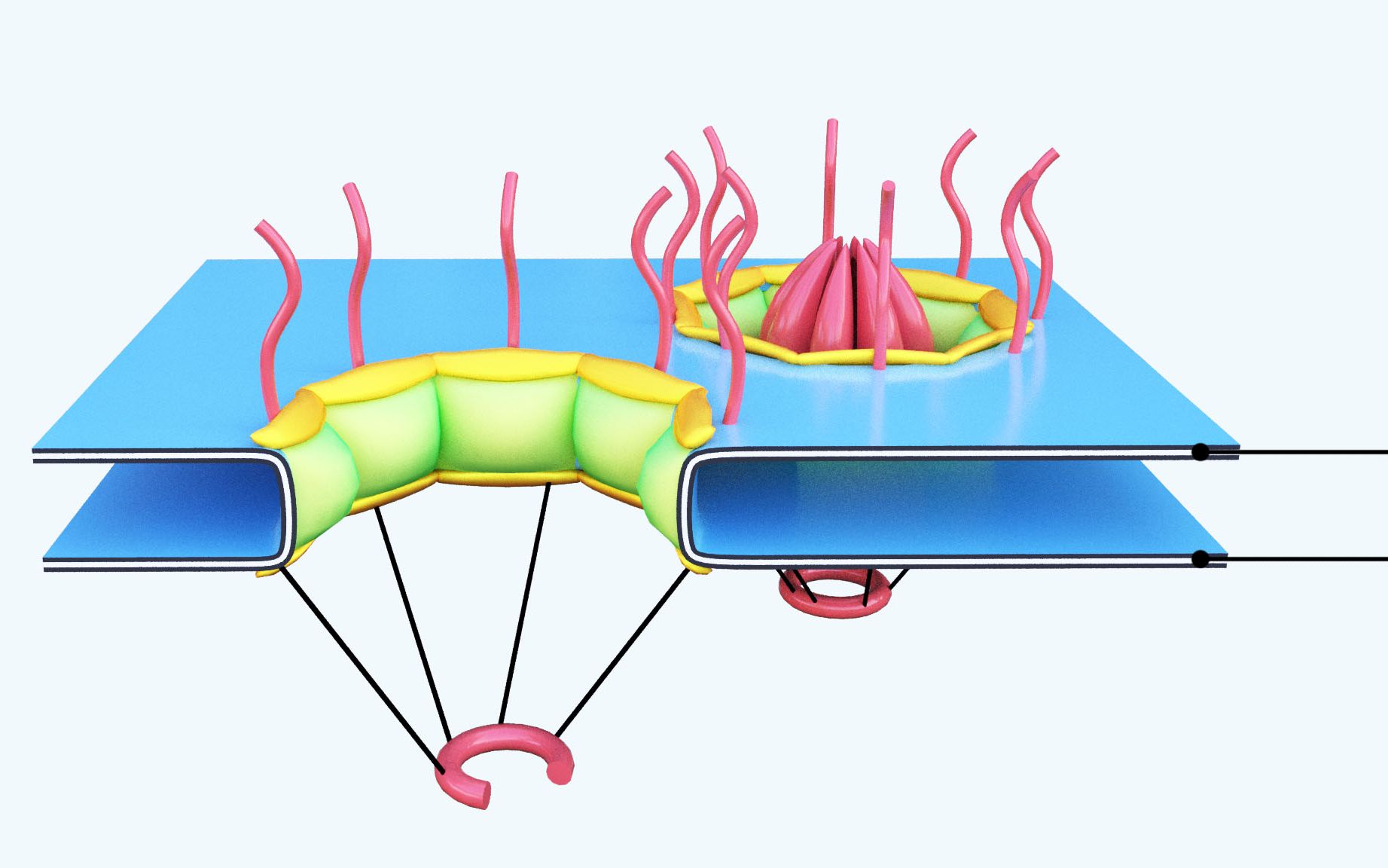 【科研绘图】3ds max细胞核孔示意图绘制