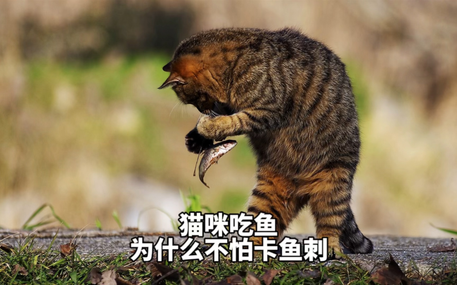 [图]猫咪吃鱼为什么不怕卡鱼刺