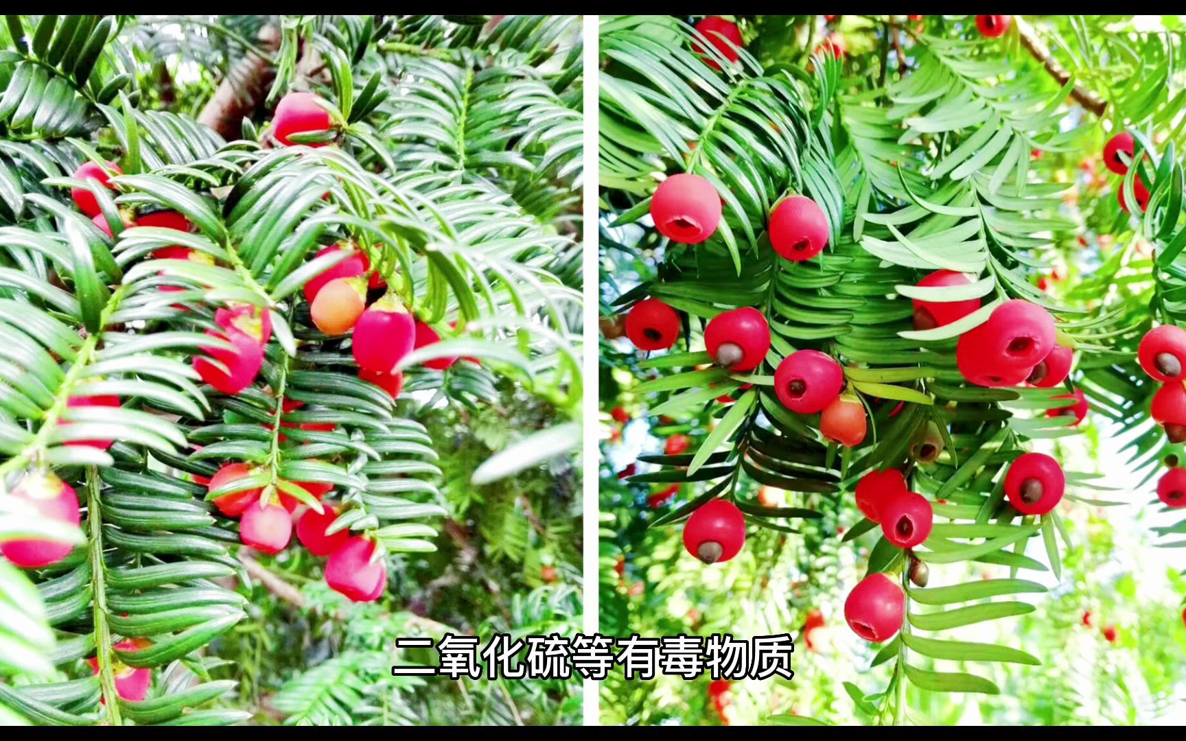 红豆杉大树移植哔哩哔哩bilibili