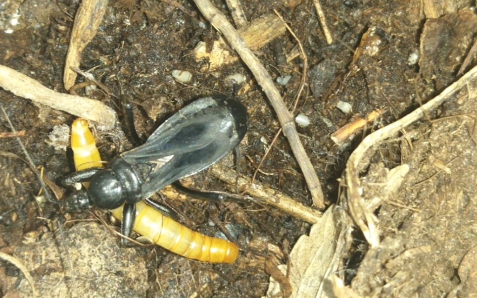 污黑盗猎蝽的产后餐!