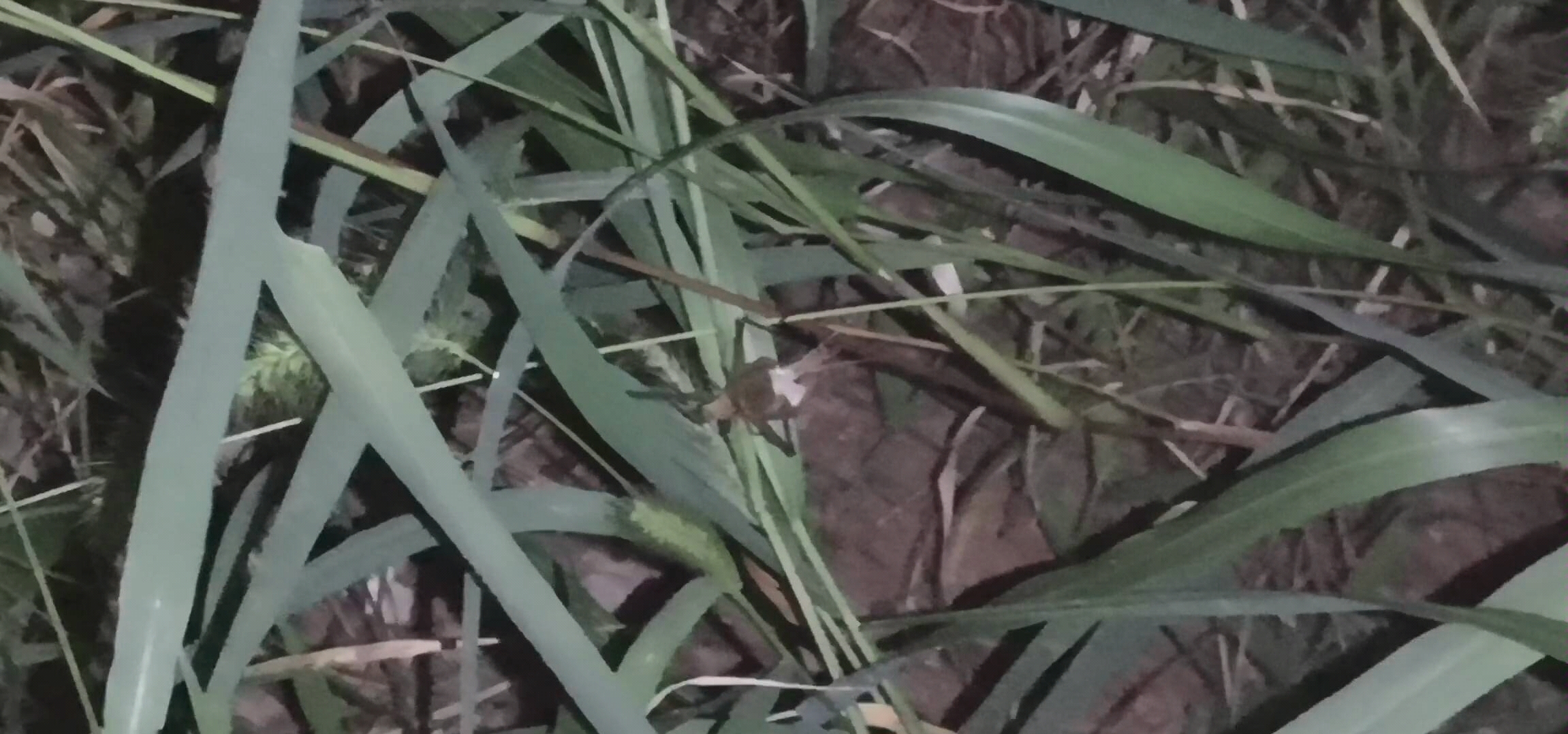 鸣虫野外云斑金蟋鸣叫