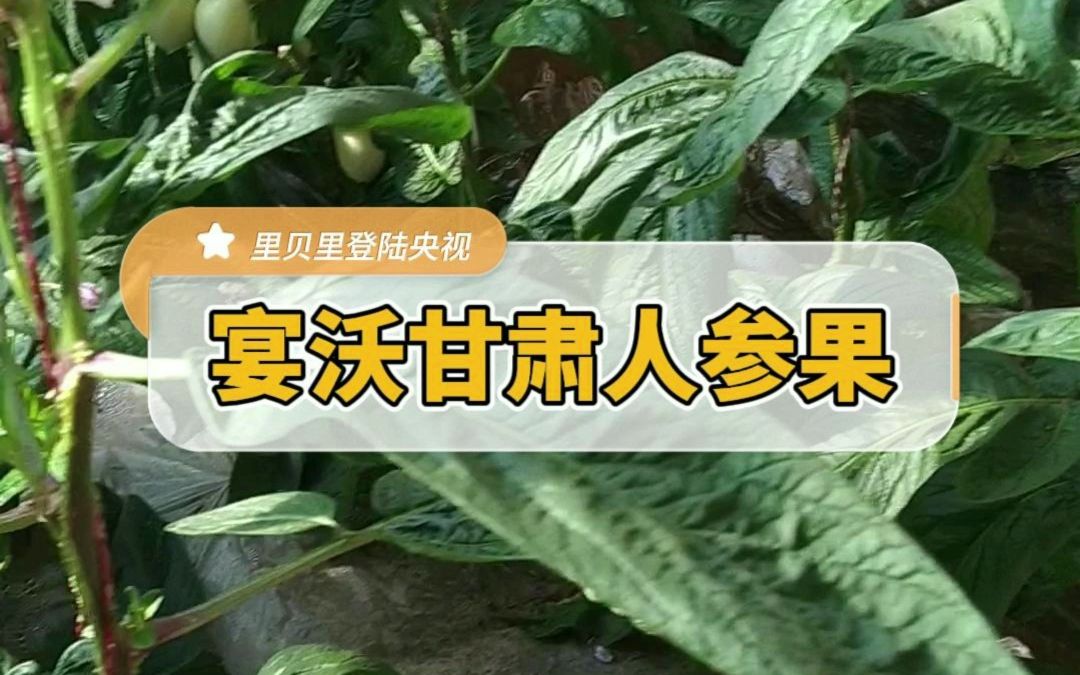 水溶肥甘肃武威人参果全程用里贝里宴沃生根剂+菌剂+大量元素水溶肥,果实个大饱满哔哩哔哩bilibili