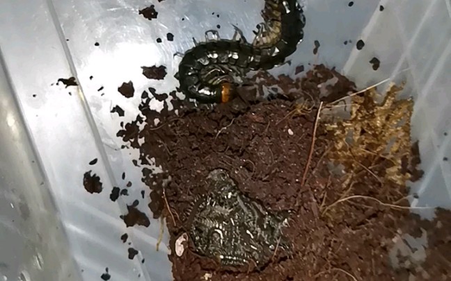 距蜈蚣不负众望一窝小崽子下地了