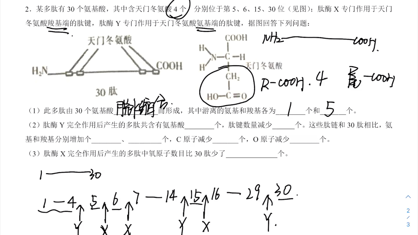 蛋白质讲解哔哩哔哩bilibili