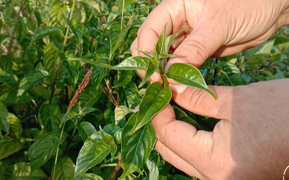 [图]玉叶金花，一种神奇的植物，浑身是宝，很多人不了解它的这些用途