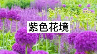 这种 洋葱 开花是蓝紫色的大花球 像大号棒棒糖一样 哔哩哔哩 Bilibili