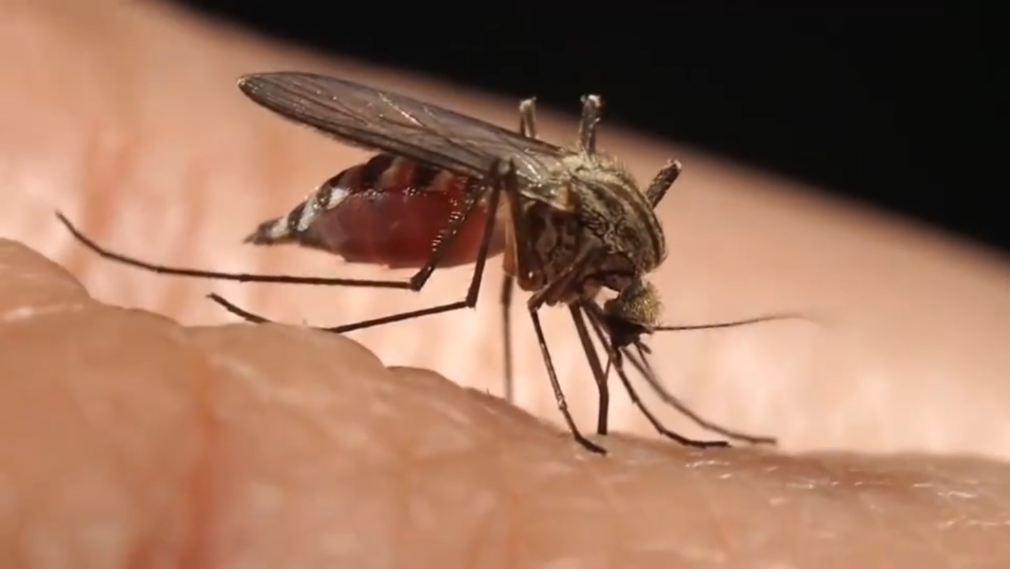 高清4k镜头拍摄蚊子吸血全过程,太清晰了,看的头皮直发麻