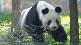 [大熊猫阿宝]阿宝帅气登场