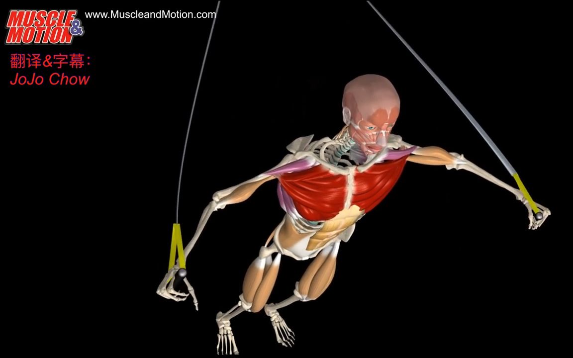 【运动解剖】绳索飞鸟训练(中英双语)chest fly straps training