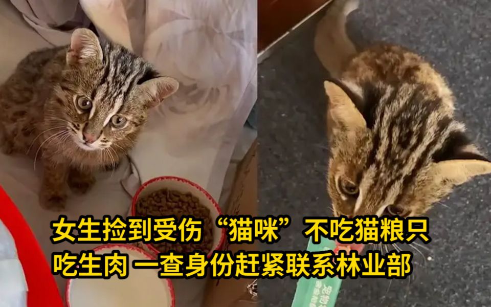 女生捡到受伤“猫咪”不吃猫粮只吃生肉,一查身份赶紧联系林业部 网友:一看这气势就不是猫哔哩哔哩bilibili