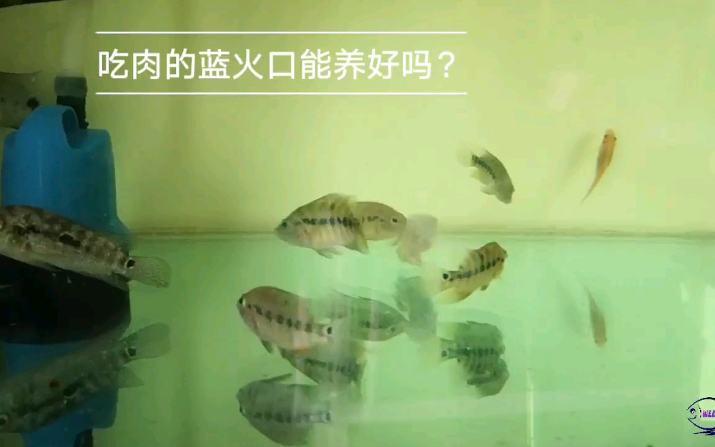 热带观赏鱼吃肉的蓝火口能养好吗