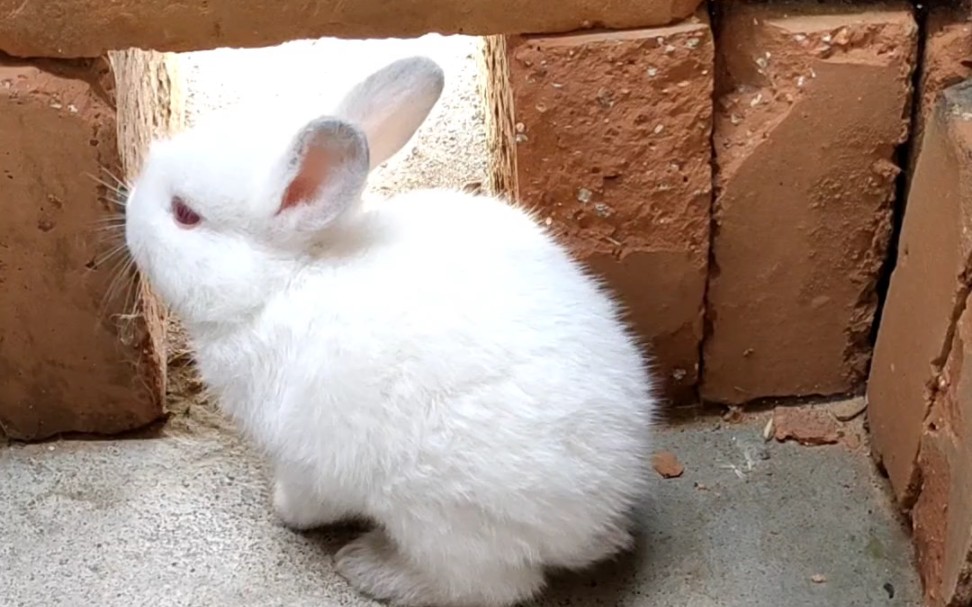 小兔子发现了新大陆(半个月大)