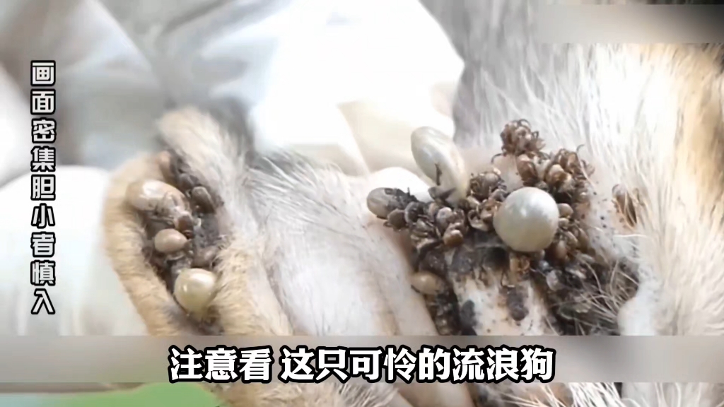 蜱虫寄生狗狗全身