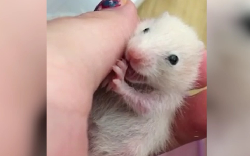 如何克服对仓鼠尖叫的恐惧