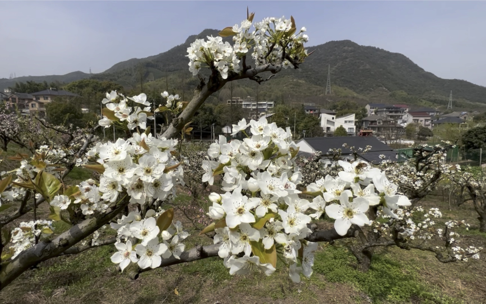 [图]梨花又在开放