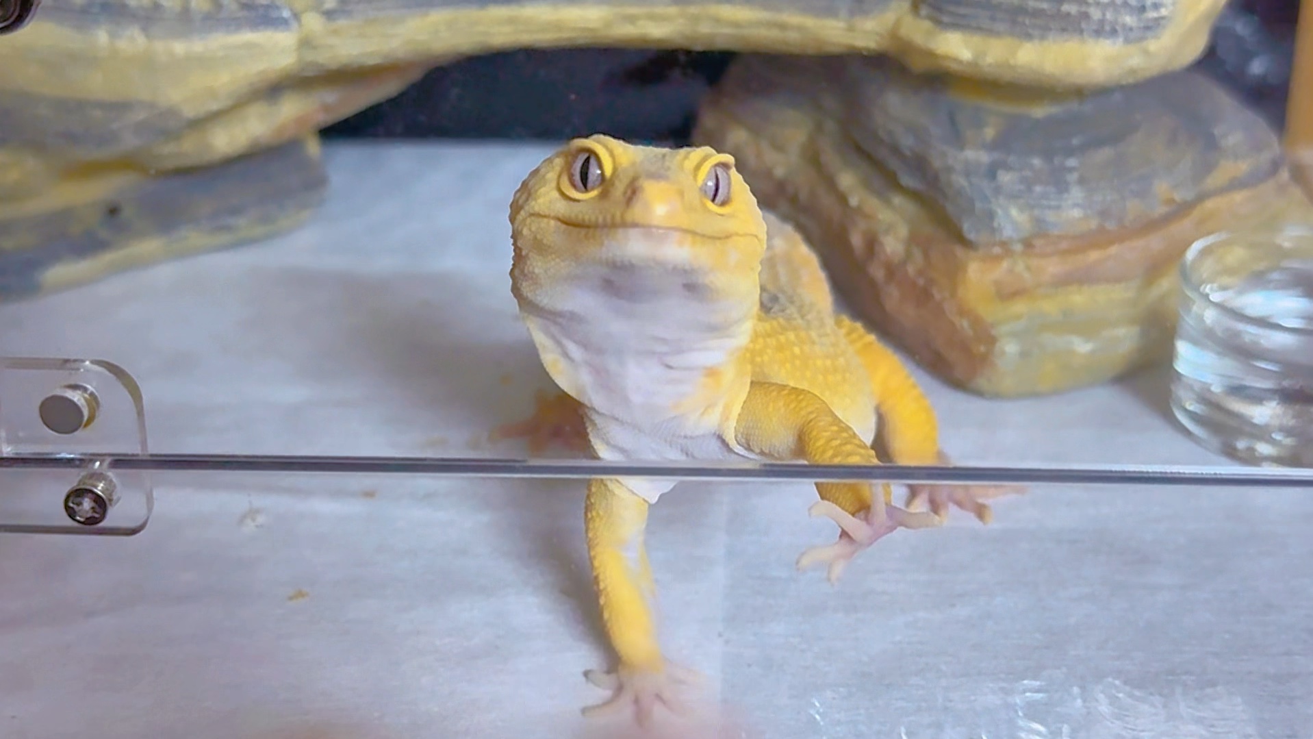 【mo家崽】小机灵鬼|豹纹守宫