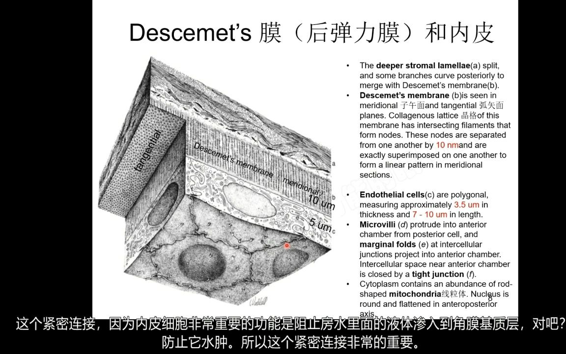 第九节 角膜后弹力膜和内皮以及ChatGPT和未来医疗的思考哔哩哔哩bilibili