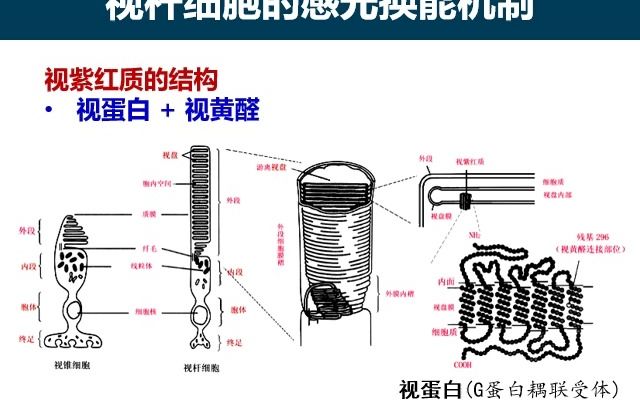 感官3视觉5视杆细胞的感光换能机制哔哩哔哩bilibili