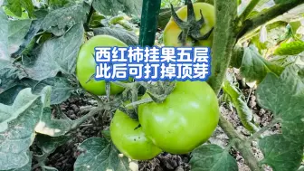 Video herunterladen: 西红柿挂五层果后，可以打掉顶芽