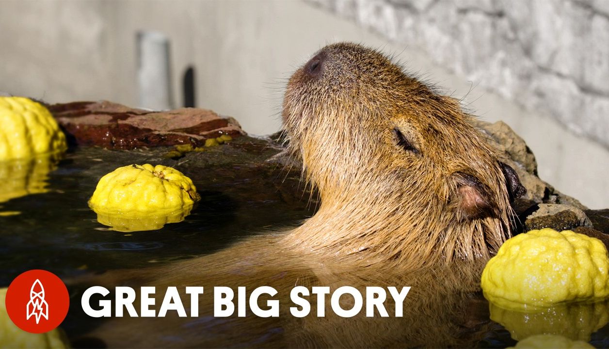 世界上最放松的啮齿动物水豚 The Worlds Most Relaxed Rodents Capybaras哔哩哔哩bilibili