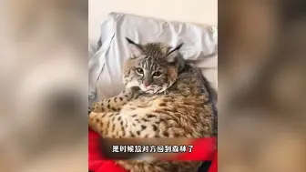 下载视频: 网友在路边救下一只迷路的小猞猁，长大后，对方竟送给网友份大礼