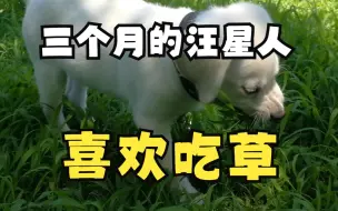 Télécharger la video: 三个月的拉布拉多特别喜欢啃草，根本停不下来