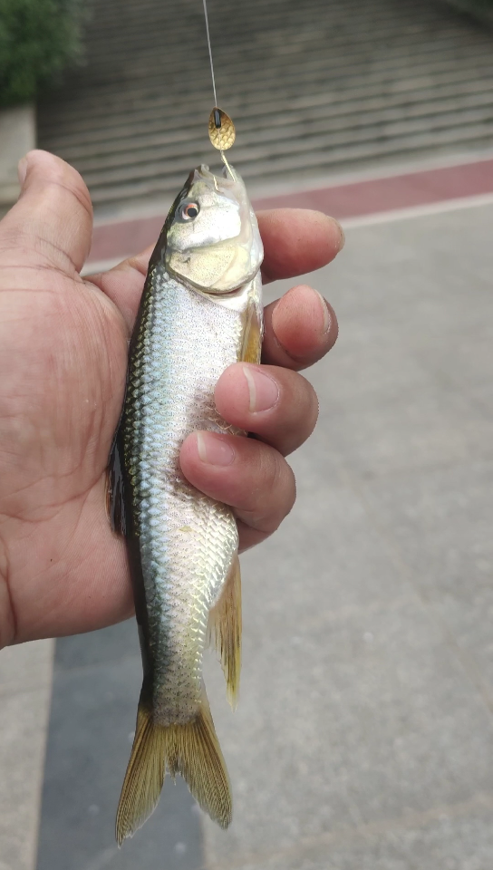 微物马口马口跟白条的咬口就是不同概念的呀