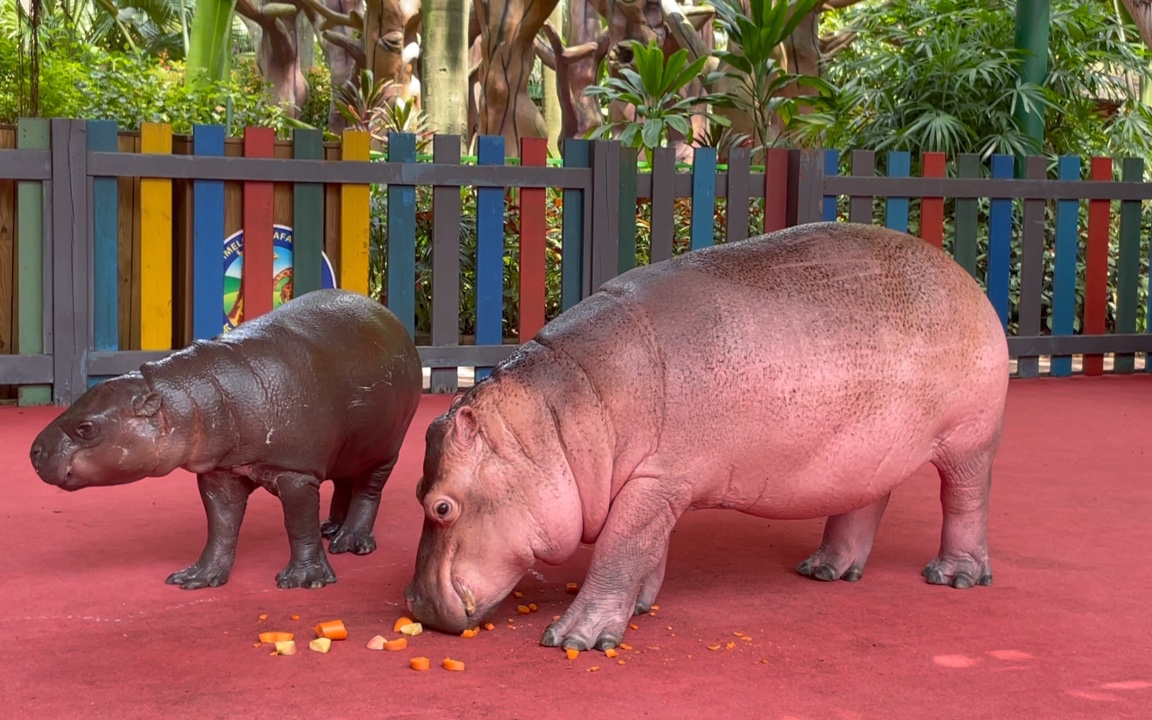 长隆河马科普展示,河马和倭河马的原产地