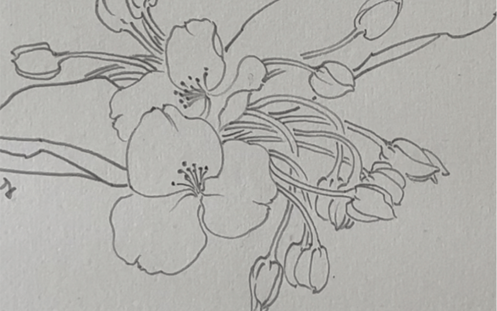 紫露草手绘图片