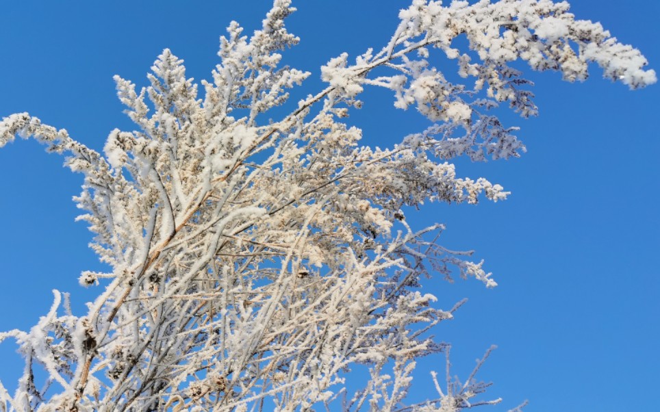 [图]雪，暖冬后的第二场