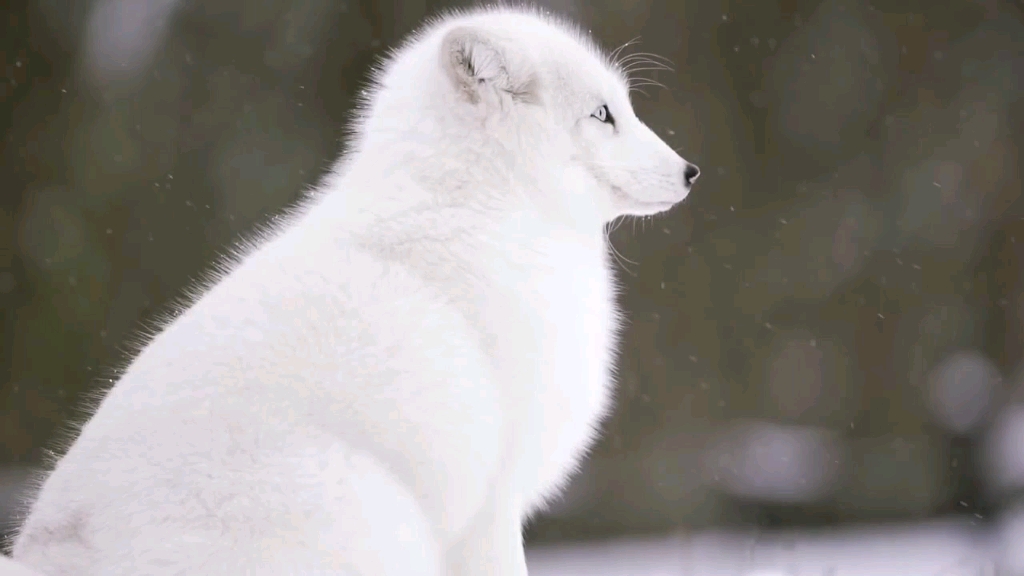 [图]【狐狸】初秋了，趁藉天不太凉再回味一次冰糯米糍吧YT：Stefano Ianiro Wildlife