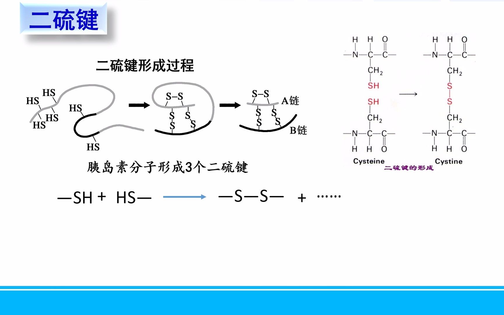 文心雕龙高中生物一轮复习微课1.2.12二硫键哔哩哔哩bilibili